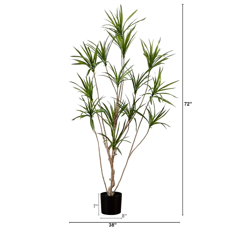6ft. Potted Dracaena Tree