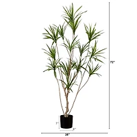 6ft. Potted Dracaena Tree