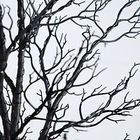 7ft. Pre-Lit Halloween Minimalist Twig Artificial Fall Tree with 400 Orange & Purple LED Lights