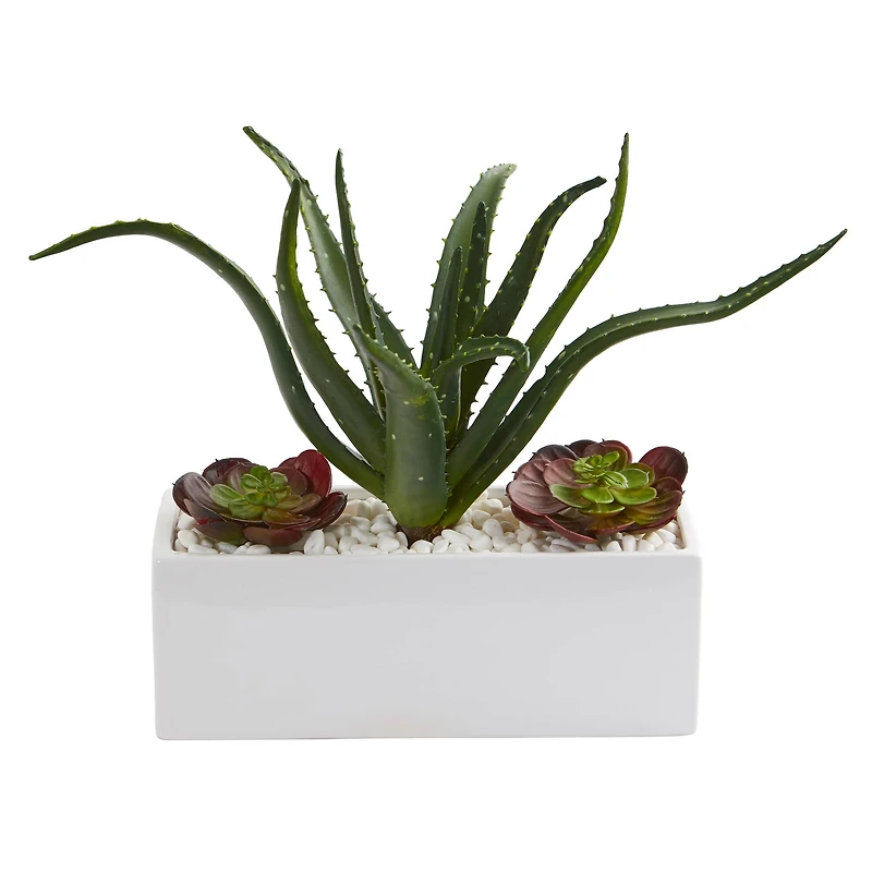 12" Aloe & Echeveria Succulent Plant in White Planter