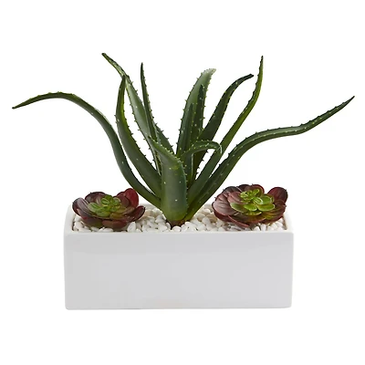 12" Aloe & Echeveria Succulent Plant in White Planter