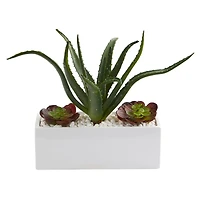 12" Aloe & Echeveria Succulent Plant in White Planter