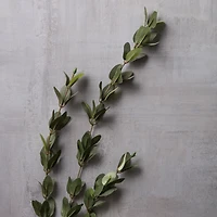 Huckleberry Leaf Spray by Ashland®