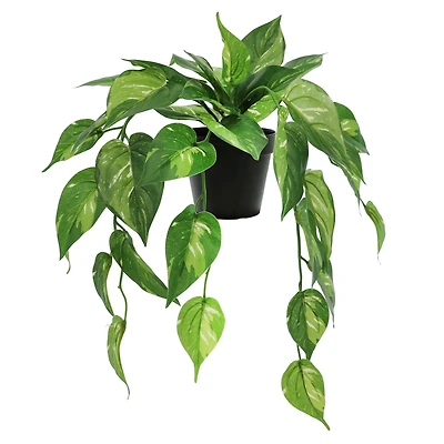 18" Dripping Evergreen Leaves Potted Plant by Ashland®