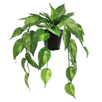 18" Dripping Evergreen Leaves Potted Plant by Ashland®