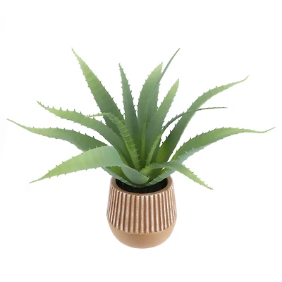 10.5" Echeveria in Terra Cotta Pot by Ashland®