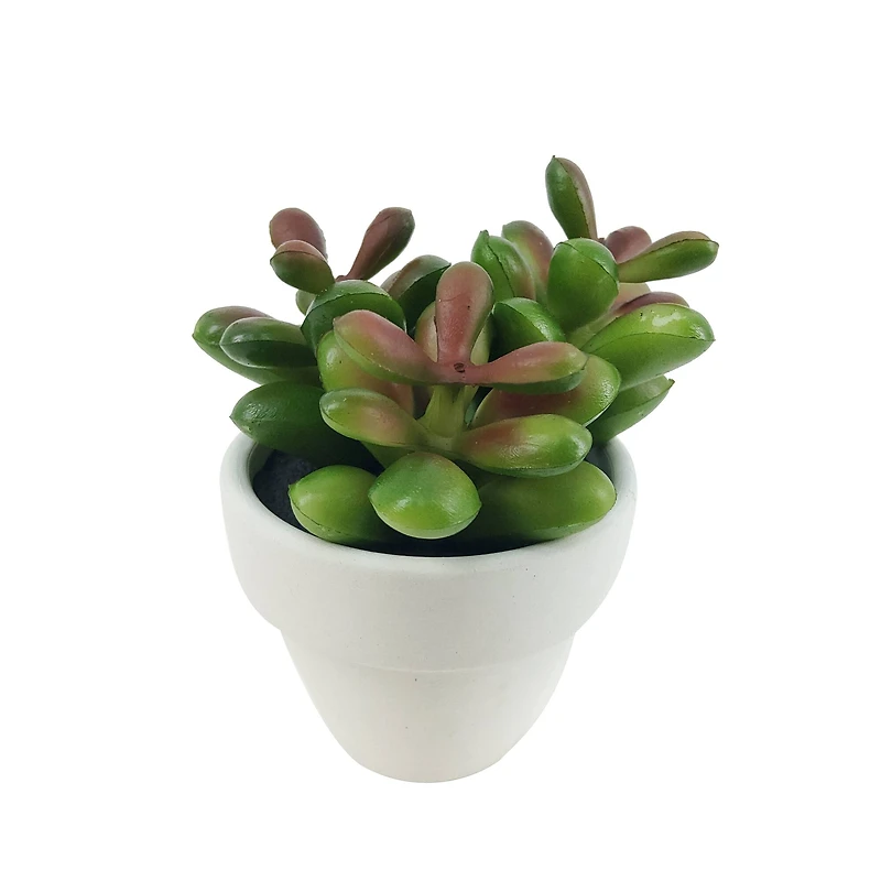 Assorted Micro Potted Succulent, 1pc. by Ashland®