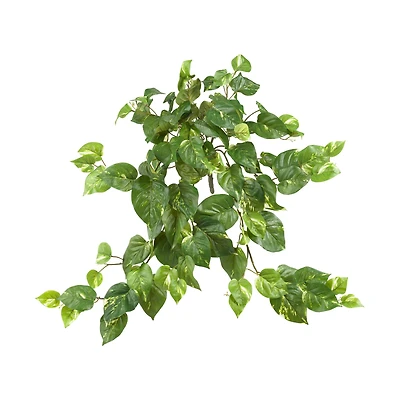 24” Pothos Hanging Bush, 3ct.