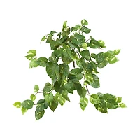 24” Pothos Hanging Bush, 3ct.