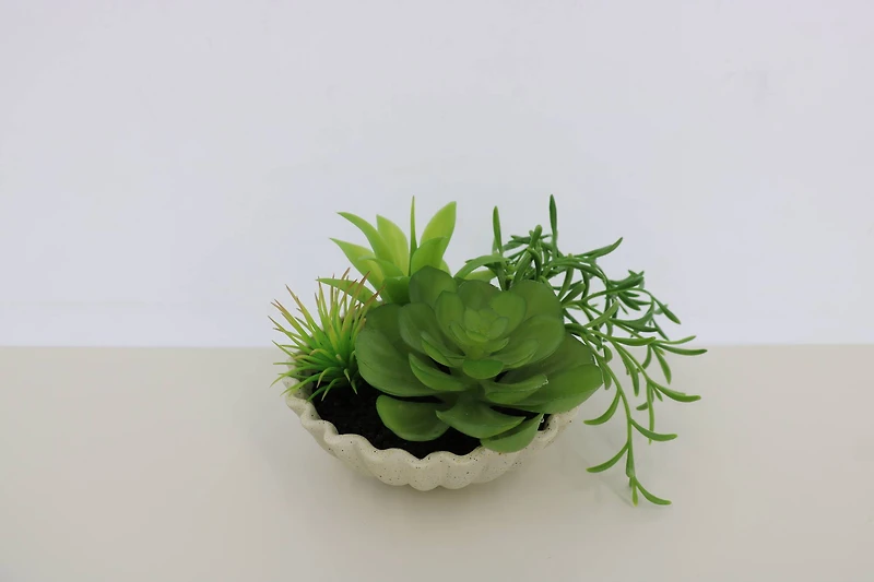 7" Premade Succulent Mix in Ceramic Ruffle Bowl by Ashland®