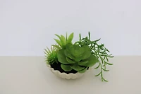 7" Premade Succulent Mix in Ceramic Ruffle Bowl by Ashland®