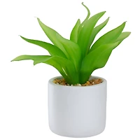 8" Green Aloe Plant in White Pot