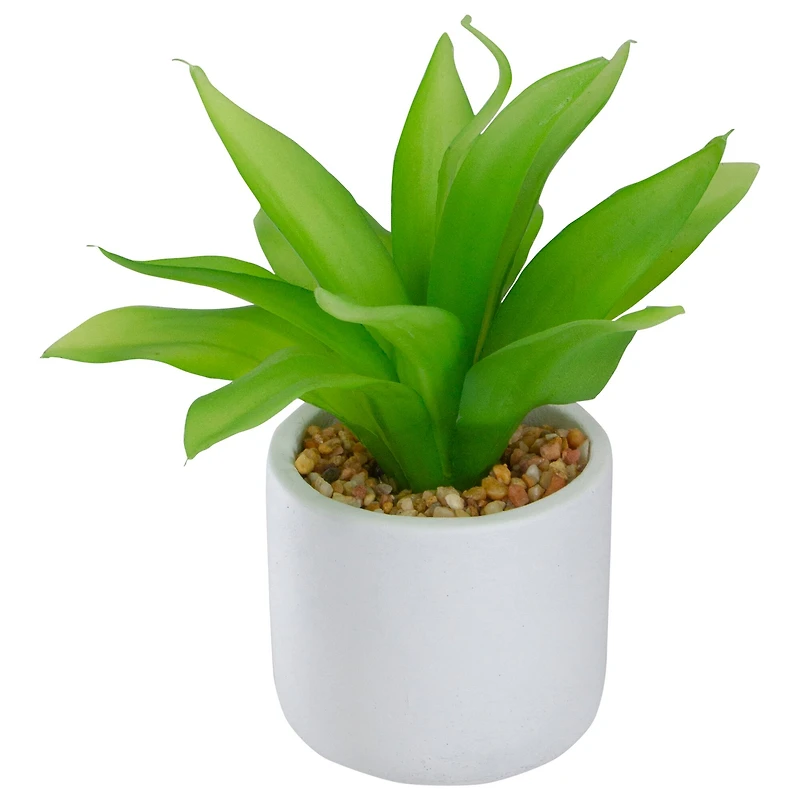 8" Green Aloe Plant in White Pot