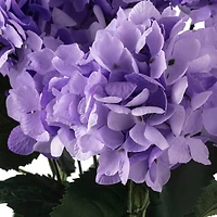 Purple Hydrangea Bush by Ashland®