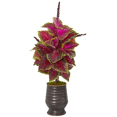 2.5ft. Pink Coleus in Decorative Planter