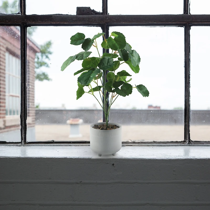 Flora Bunda® 17.5" Green Pilea in Footed White Ceramic Planter