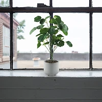 Flora Bunda® 17.5" Green Pilea in Footed White Ceramic Planter