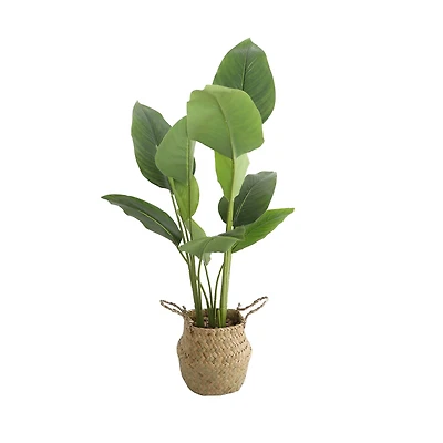 Flora Bunda® 2.5ft. Traveler's Palm in Basket Planter