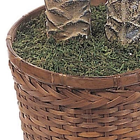 6ft. Sago Palm Double Tree in Wicker Basket Pot