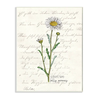 Stupell Industries Vintage Daisy Illustration Wall Plaque