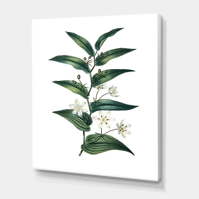 Designart - Vintage Plant With Little White Flowers