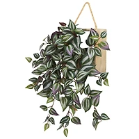20" Wandering Jew Arrangement in Decorative Hanging Frame