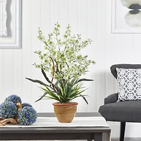 2ft. Dancing Lady Orchid Arrangement in Ceramic Vase