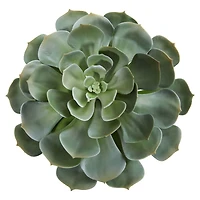 Green Giant Echeveria Succulent Pick, 2ct.