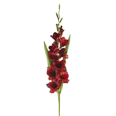 12 Pack: Dark Red Gladiolus Stem by Ashland®