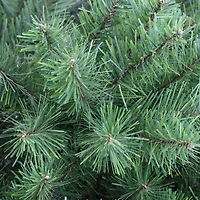 7.5ft. Unlit Northern Fir Artificial Christmas Tree