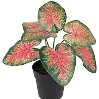 8" Potted Rohdea Plant