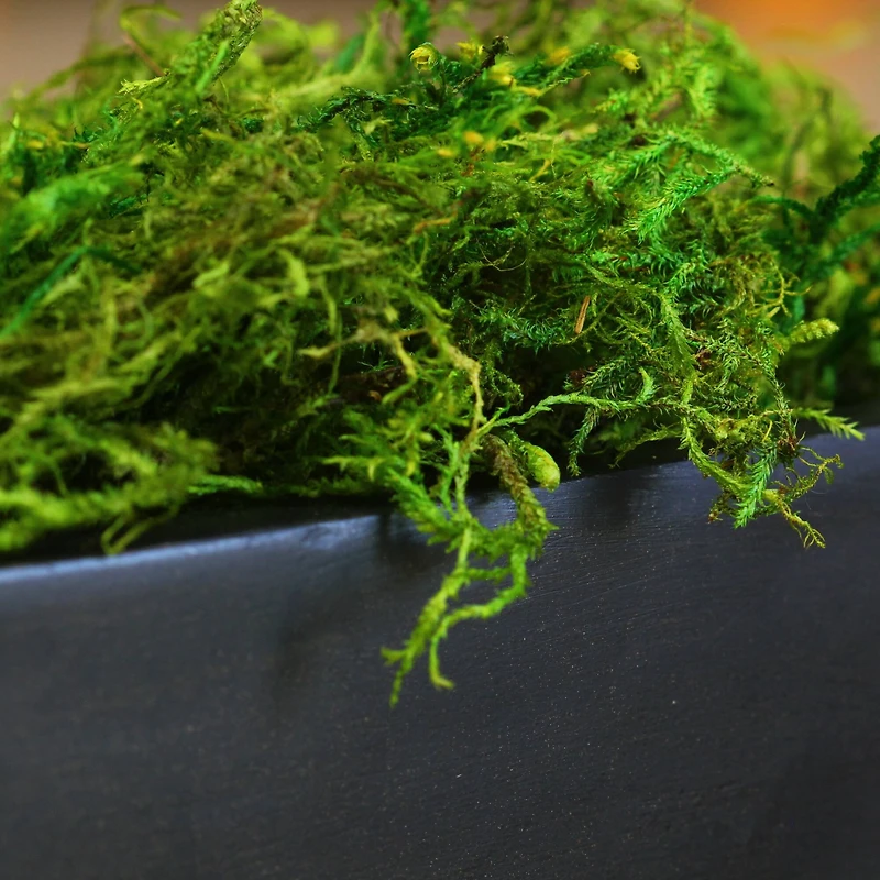12 Pack: SuperMoss® Preserved Green Moss