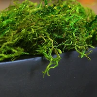 12 Pack: SuperMoss® Preserved Green Moss