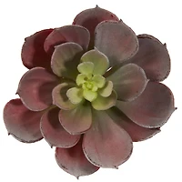 Green & Burgundy Echeveria Succulent, 12ct.