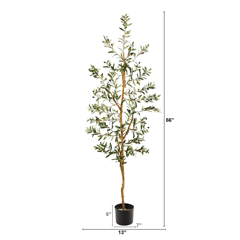 5.5ft. Potted Sparse Olive Tree