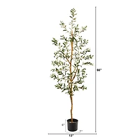 5.5ft. Potted Sparse Olive Tree