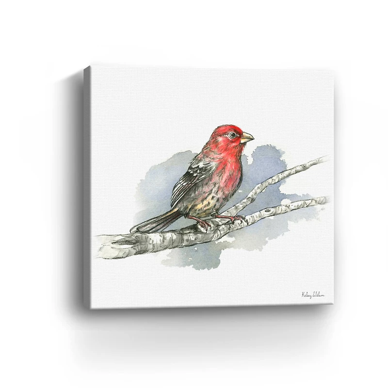Birds Branches IV House Finch Canvas Giclee