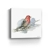 Birds Branches IV House Finch Canvas Giclee