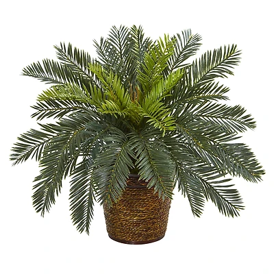 15" Cycas In Basket