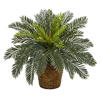 15" Cycas In Basket