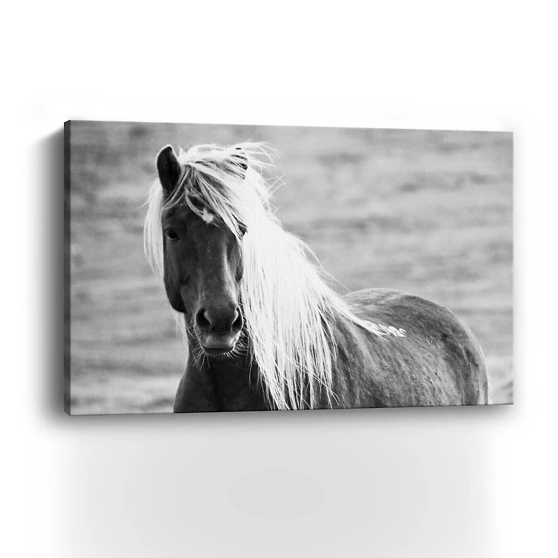 Islandic Horse Canvas Giclee