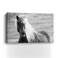 Islandic Horse Canvas Giclee