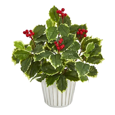 13" Variegated Holly Plant in White Planter