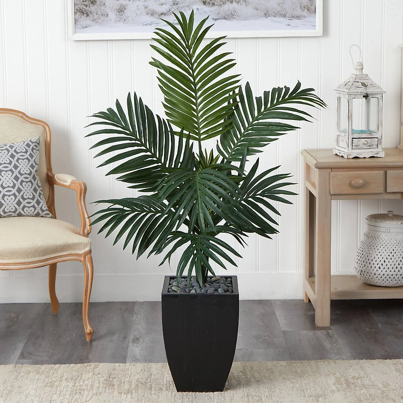 4.5ft. Kentia Palm Tree in Black Planter