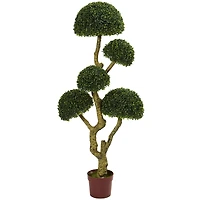 5ft. Potted Boxwood Tree