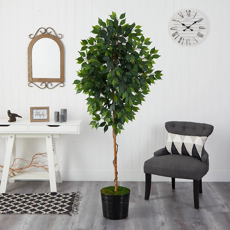 6ft. Ficus Tree in Black Tin Planter
