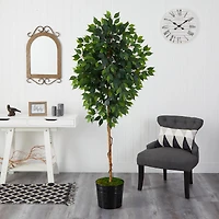 6ft. Ficus Tree in Black Tin Planter