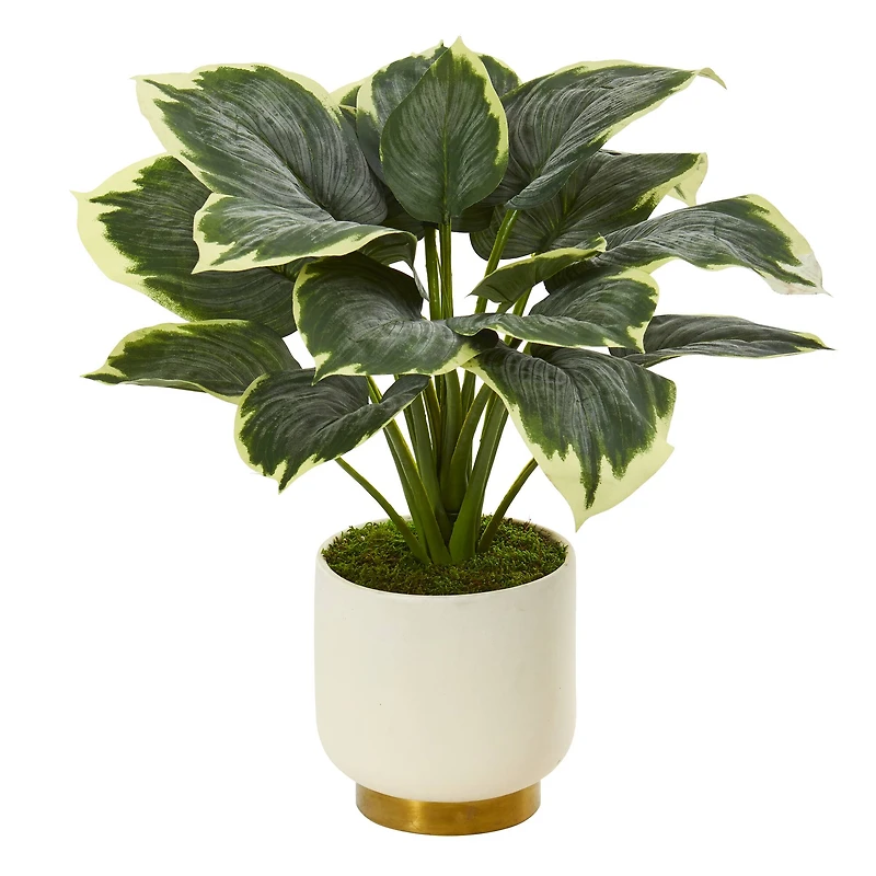 22" Variegated Hosta in Cream Planter with Gold Base