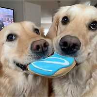 fouFIT Donut Chew Dog Toy