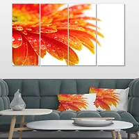 Designart - Orange Gerbera with Raindrops